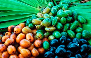 Saw Palmetto meyveleri (Serenoa repens)